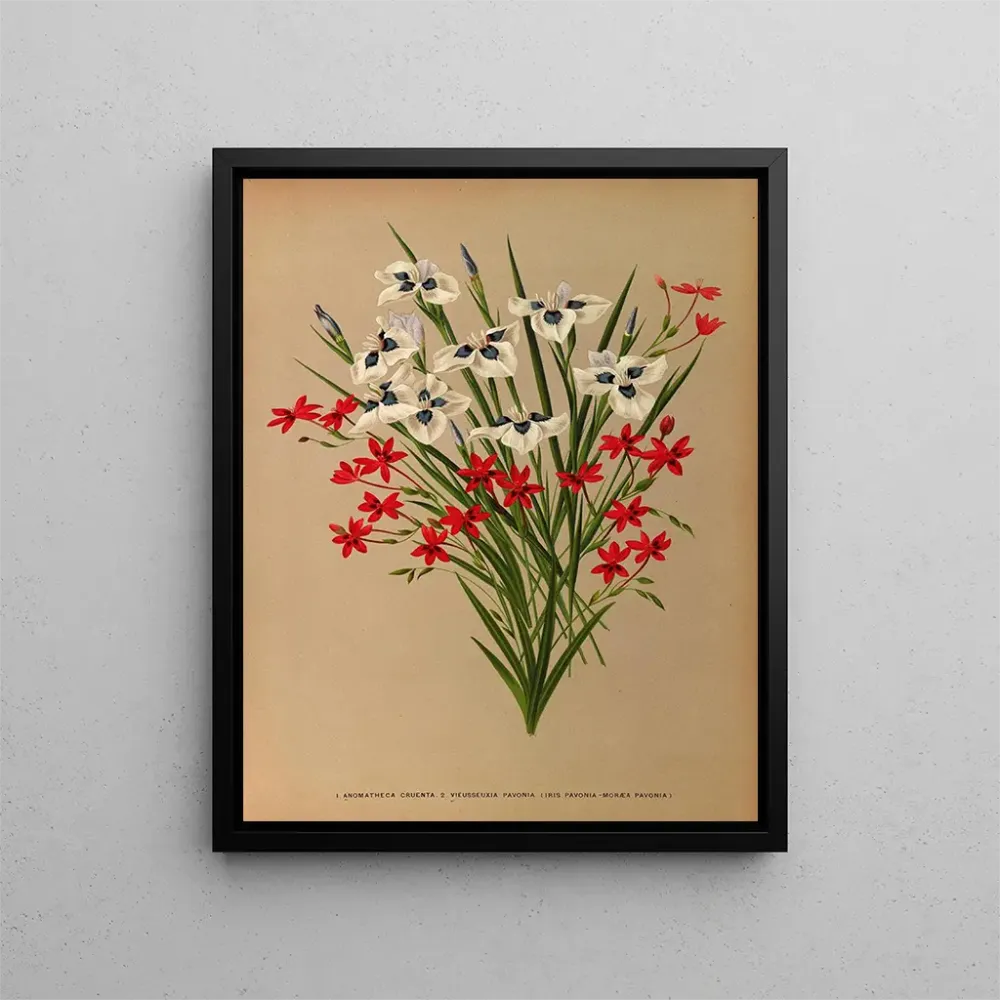 Gemälde Anomatheca Cruenta, Vieusseuxia Pavonia, Iris Pavonia, Morea Pavonia - Arentina Hendrica Arendsen | Kunstdruck