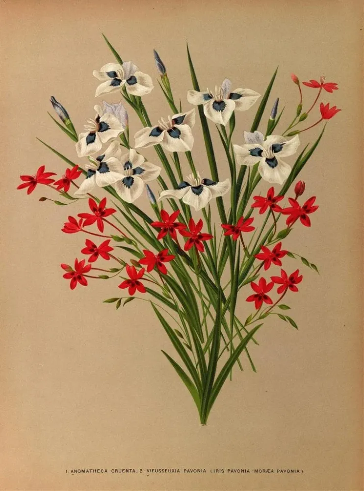 Gemälde Anomatheca Cruenta, Vieusseuxia Pavonia, Iris Pavonia, Morea Pavonia - Arentina Hendrica Arendsen | Kunstdruck