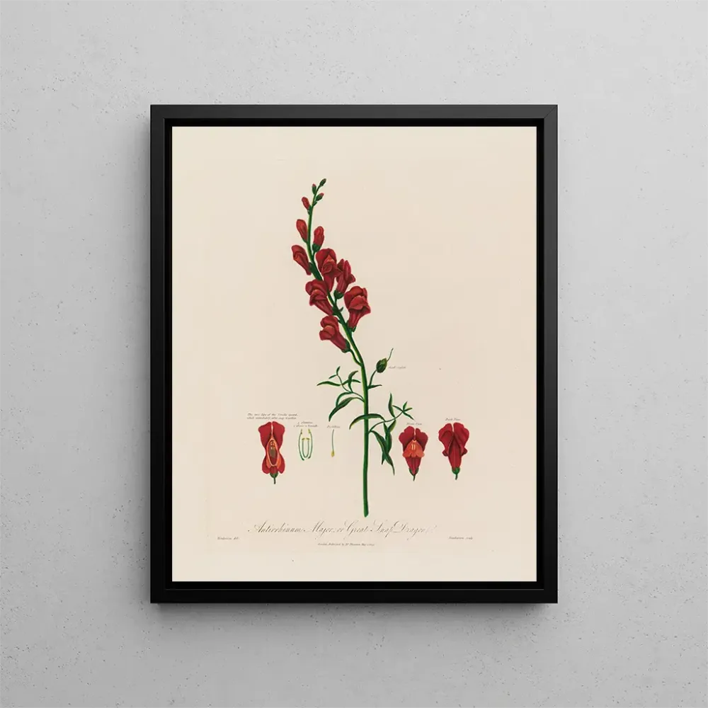 Gemälde Antirrhinum majus ou grande gueule de loup - Robert John Thornton | Kunstdruck
