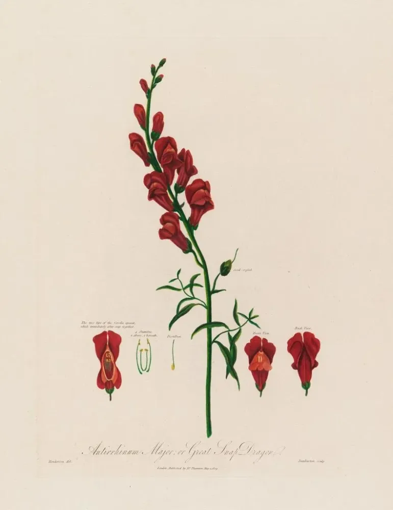 Gemälde Antirrhinum majus ou grande gueule de loup - Robert John Thornton | Kunstdruck