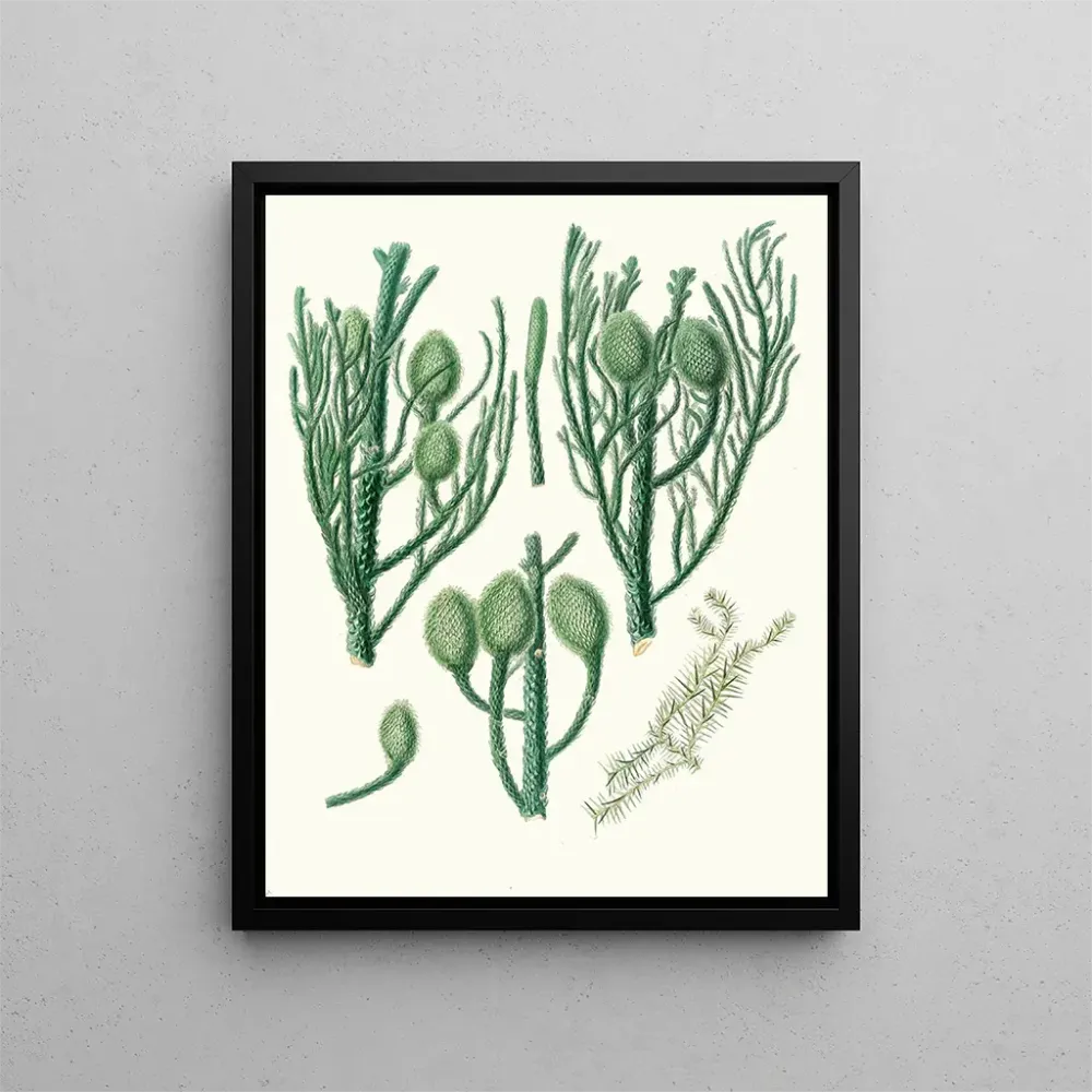 Gemälde Araucaria Cunninghamii, Pin de Moreton Bay - Aylmer Bourke Lambert | Kunstdruck