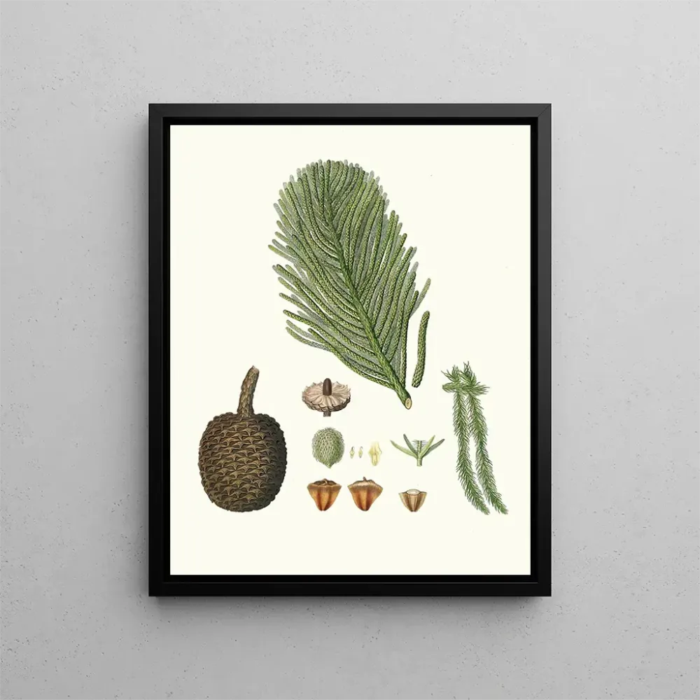 Gemälde Araucaria excelsa, Norfolk-Insel-Pin - Aylmer Bourke Lambert