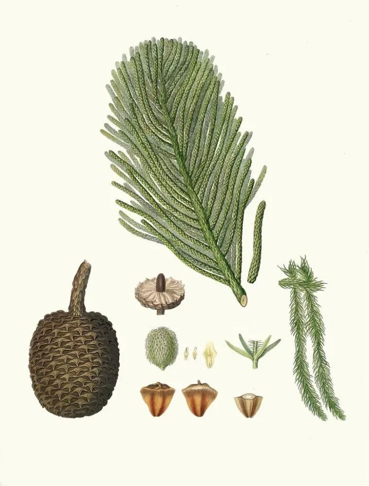 Gemälde Araucaria excelsa, Norfolk-Insel-Pin - Aylmer Bourke Lambert