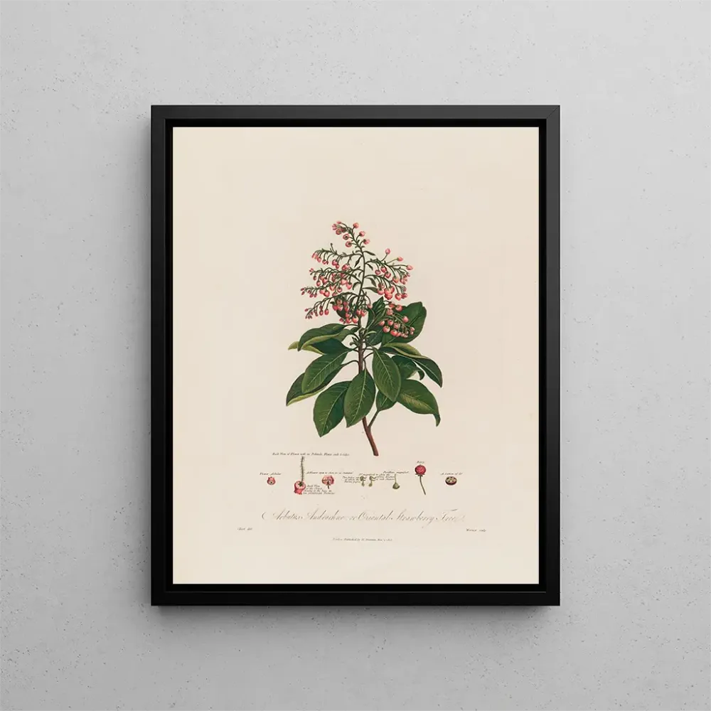 Gemälde Arbutus andrachne ou arbousier oriental - Robert John Thornton | Kunstdruck