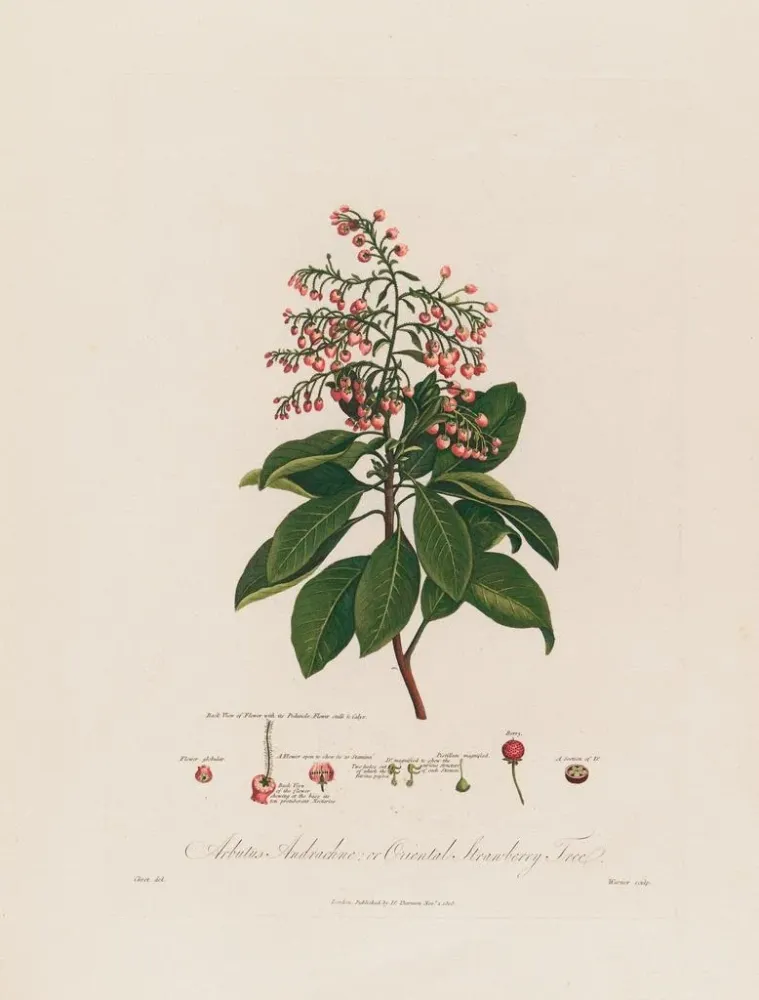 Gemälde Arbutus andrachne ou arbousier oriental - Robert John Thornton | Kunstdruck