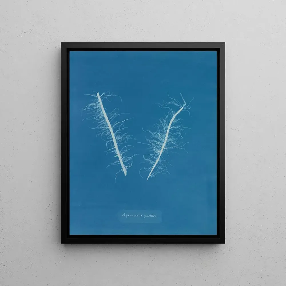Gemälde Asperococcus minor - Anna Atkins | Kunstdruck