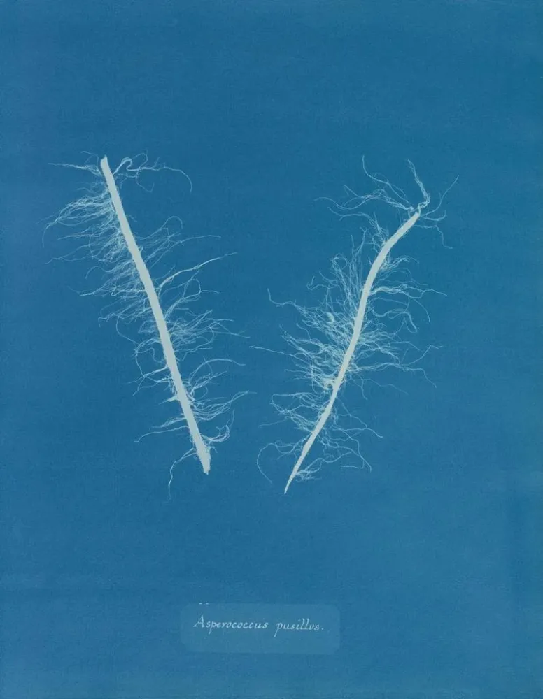 Gemälde Asperococcus minor - Anna Atkins | Kunstdruck