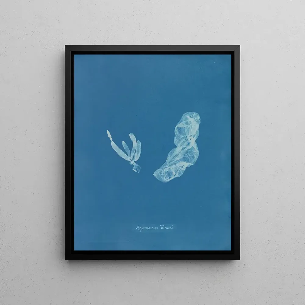 Gemälde Asperococcus turneri - Anna Atkins | Kunstdruck