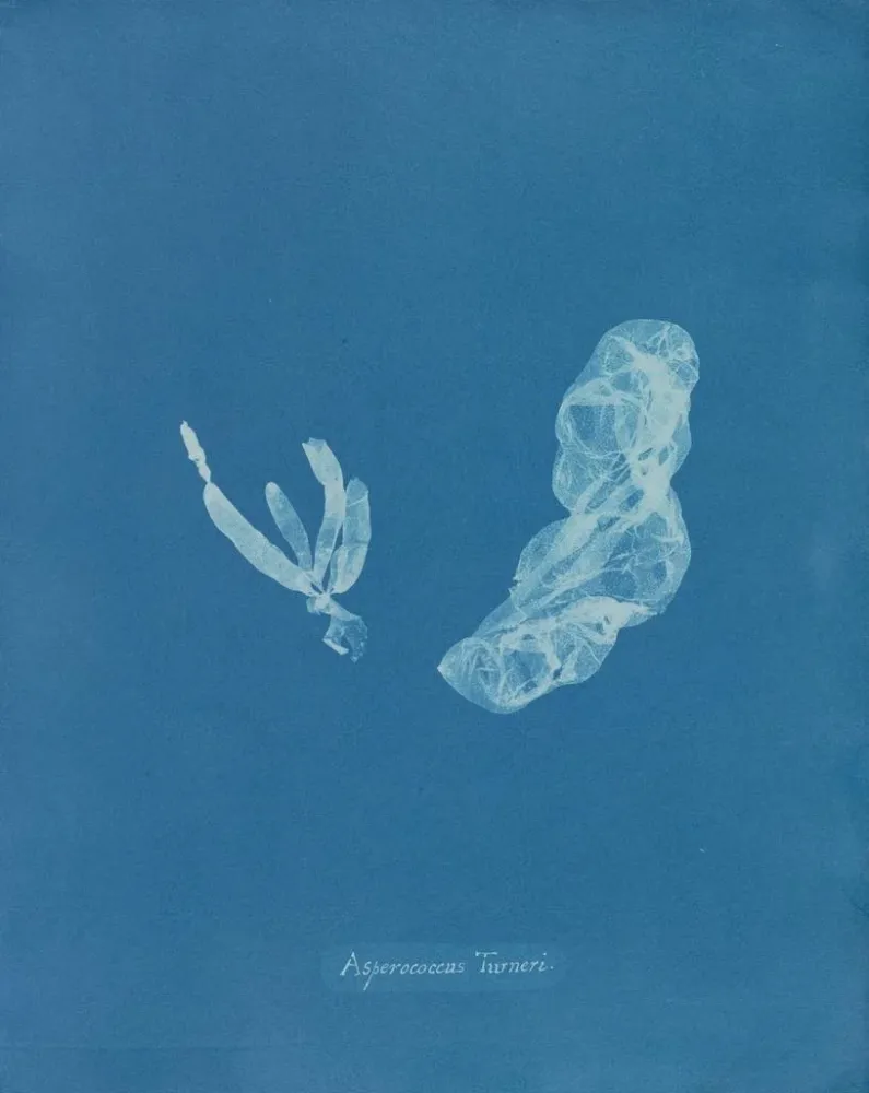 Gemälde Asperococcus turneri - Anna Atkins | Kunstdruck