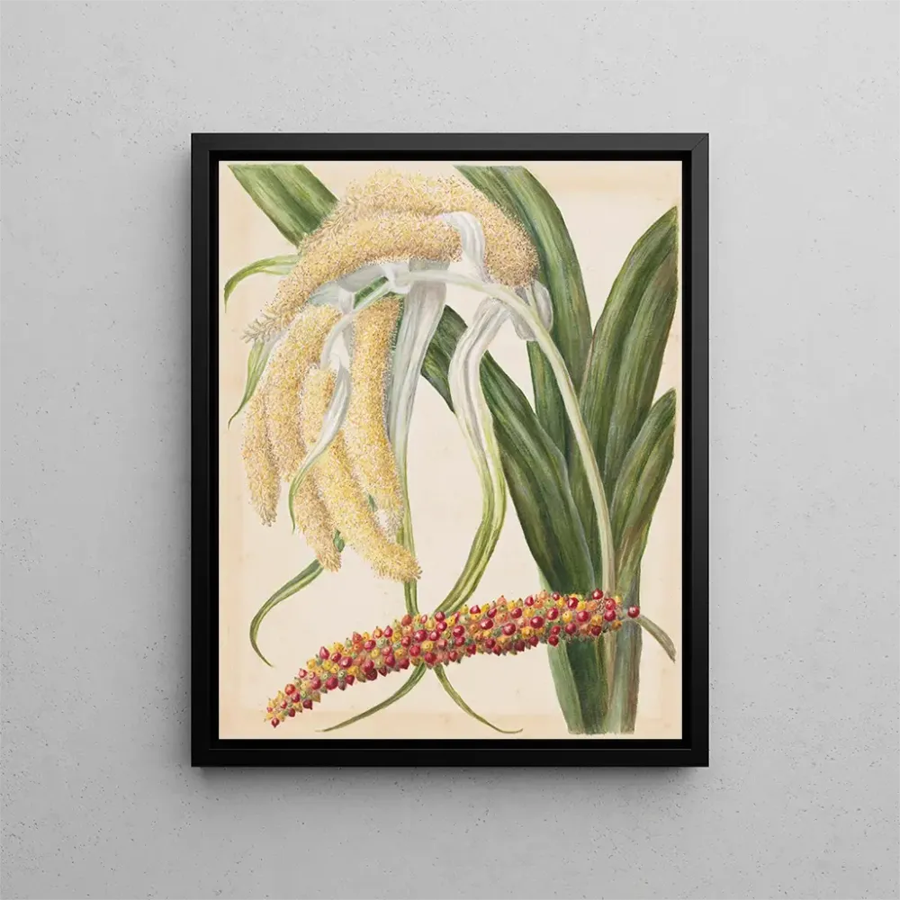 Gemälde Astelia solandri Kowharawhara - Sarah Featon | Kunstdruck