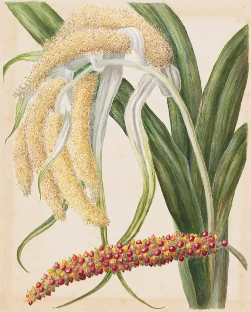Gemälde Astelia solandri Kowharawhara - Sarah Featon | Kunstdruck