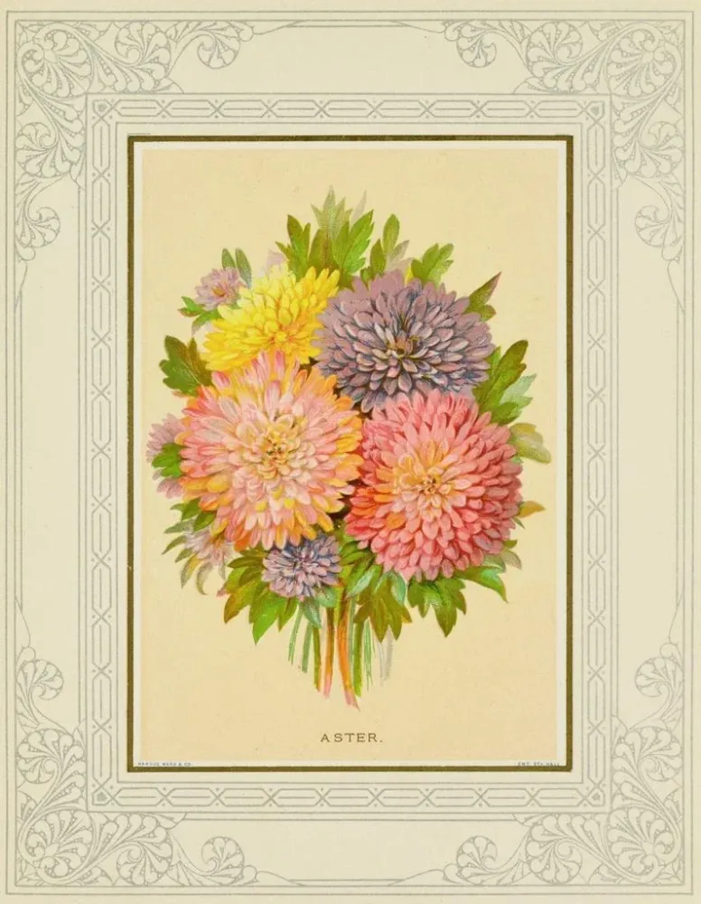 Gemälde Aster - Marcus Ward & Co. | Kunstdruck