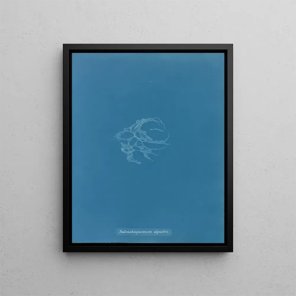 Gemälde Batrachospermum alpestre - Anna Atkins | Kunstdruck