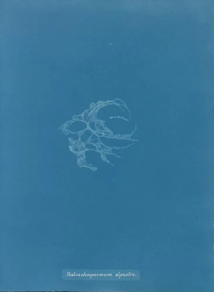 Gemälde Batrachospermum alpestre - Anna Atkins | Kunstdruck