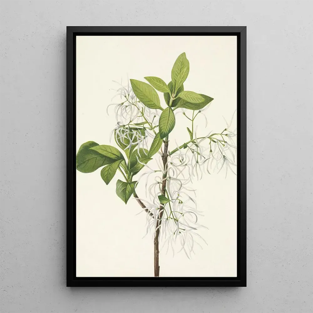 Gemälde Baum mit Fransen Chionanthus virginica - Mary Vaux Walcott | Kunstdruck