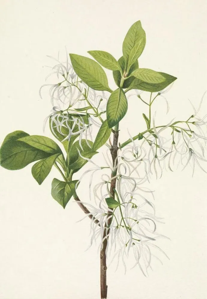Gemälde Baum mit Fransen Chionanthus virginica - Mary Vaux Walcott | Kunstdruck