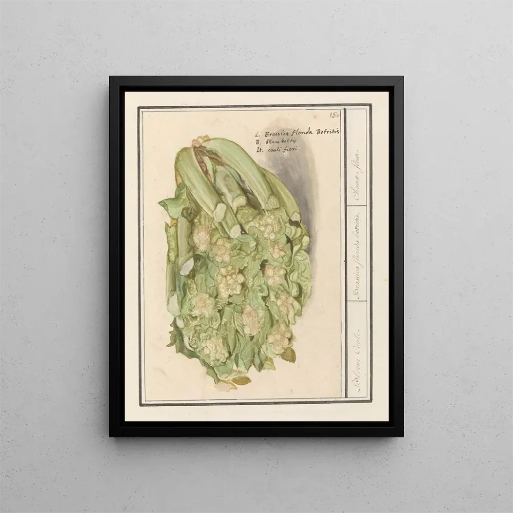 Gemälde Blumenkohl Brassica oleracea convar botrytis var Botrytis - Anselmus Botius de Boodt