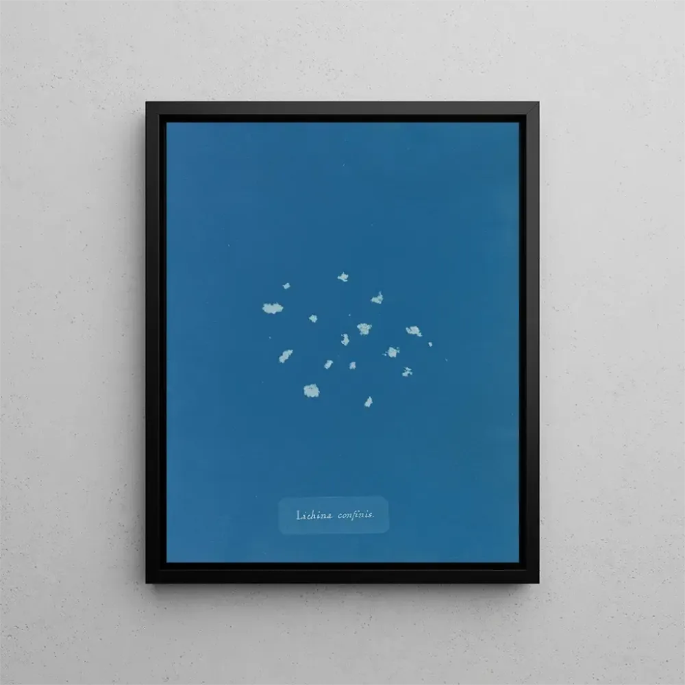 Gemälde Bordüre de lichen - Anna Atkins | Kunstdruck