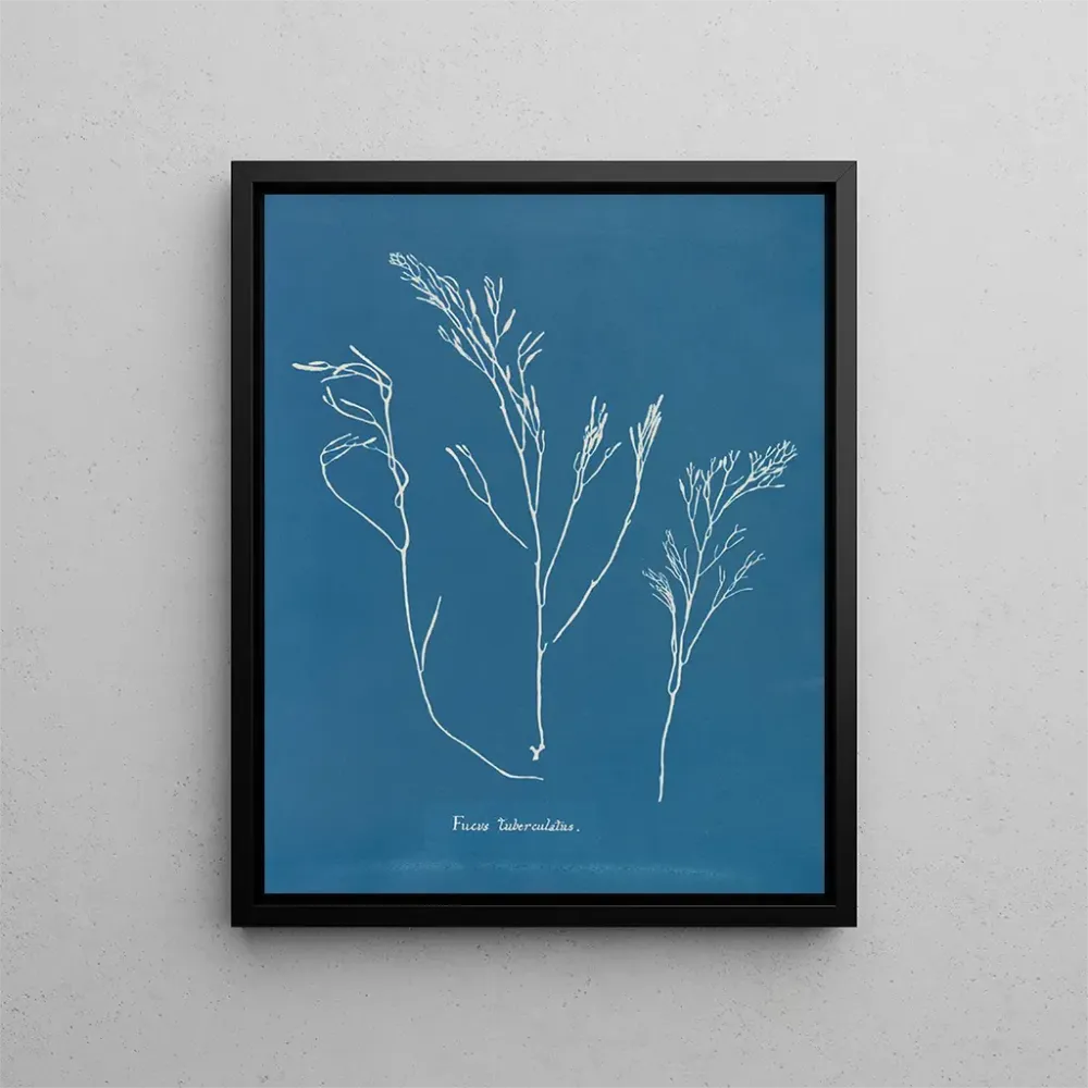 Gemälde Bourdon tuberculeux - Anna Atkins | Kunstdruck
