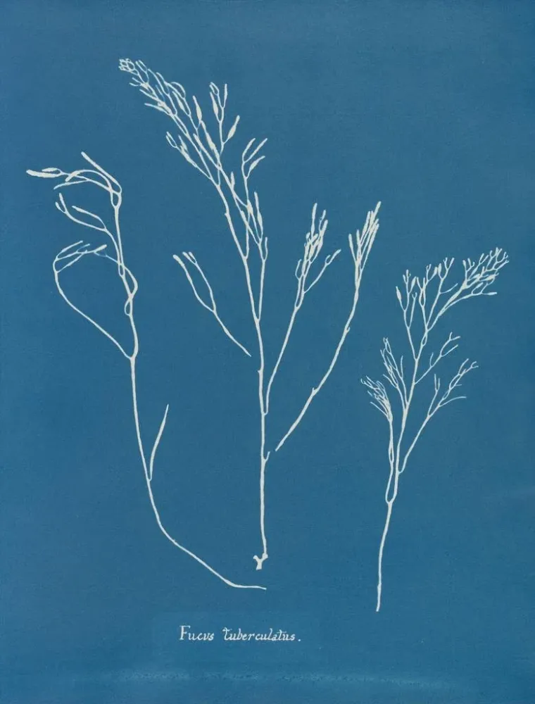 Gemälde Bourdon tuberculeux - Anna Atkins | Kunstdruck