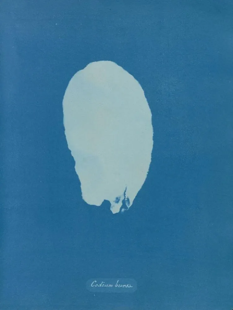 Gemälde Bourse codique - Anna Atkins | Kunstdruck