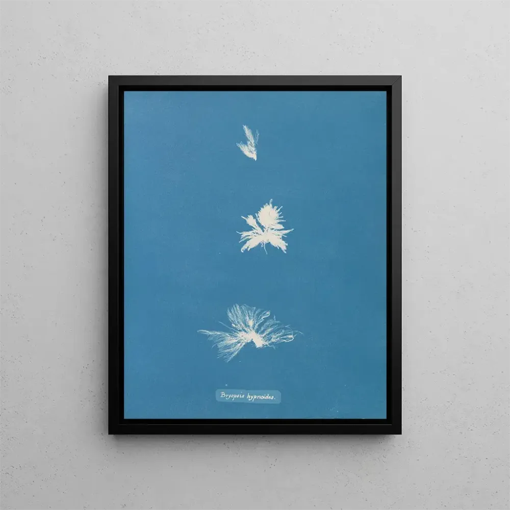 Gemälde Bryopsis hypnoides - Anna Atkins | Kunstdruck