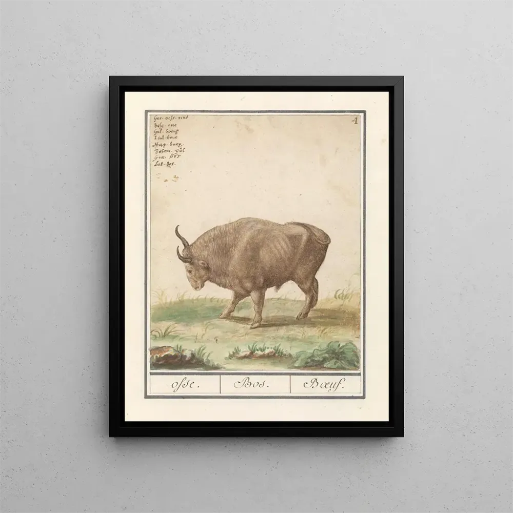 Gemälde Bœuf Bos taurus bœufs Bos Bœuf - Anselmus Botius de Boodt | Kunstdruck