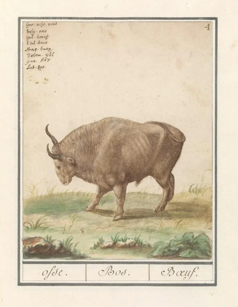 Gemälde Bœuf Bos taurus bœufs Bos Bœuf - Anselmus Botius de Boodt | Kunstdruck