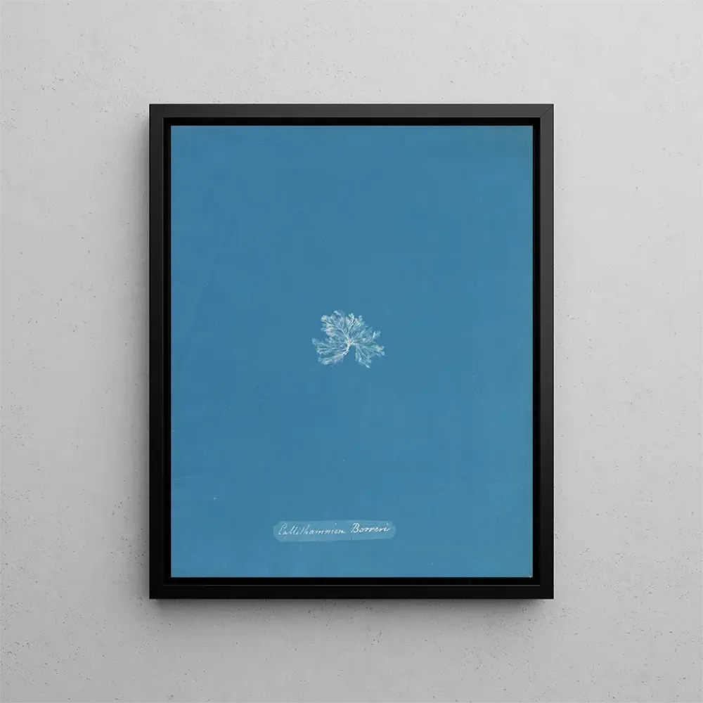 Gemälde Callithamnion borreri - Anna Atkins | Kunstdruck