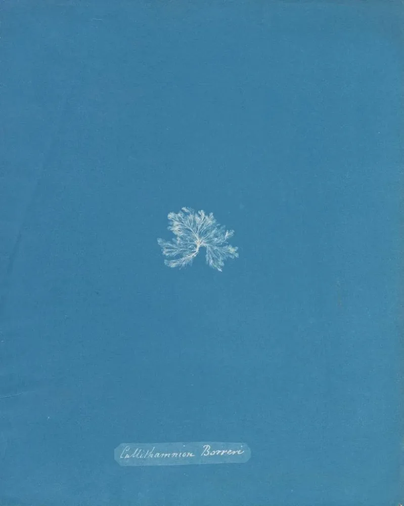 Gemälde Callithamnion borreri - Anna Atkins | Kunstdruck