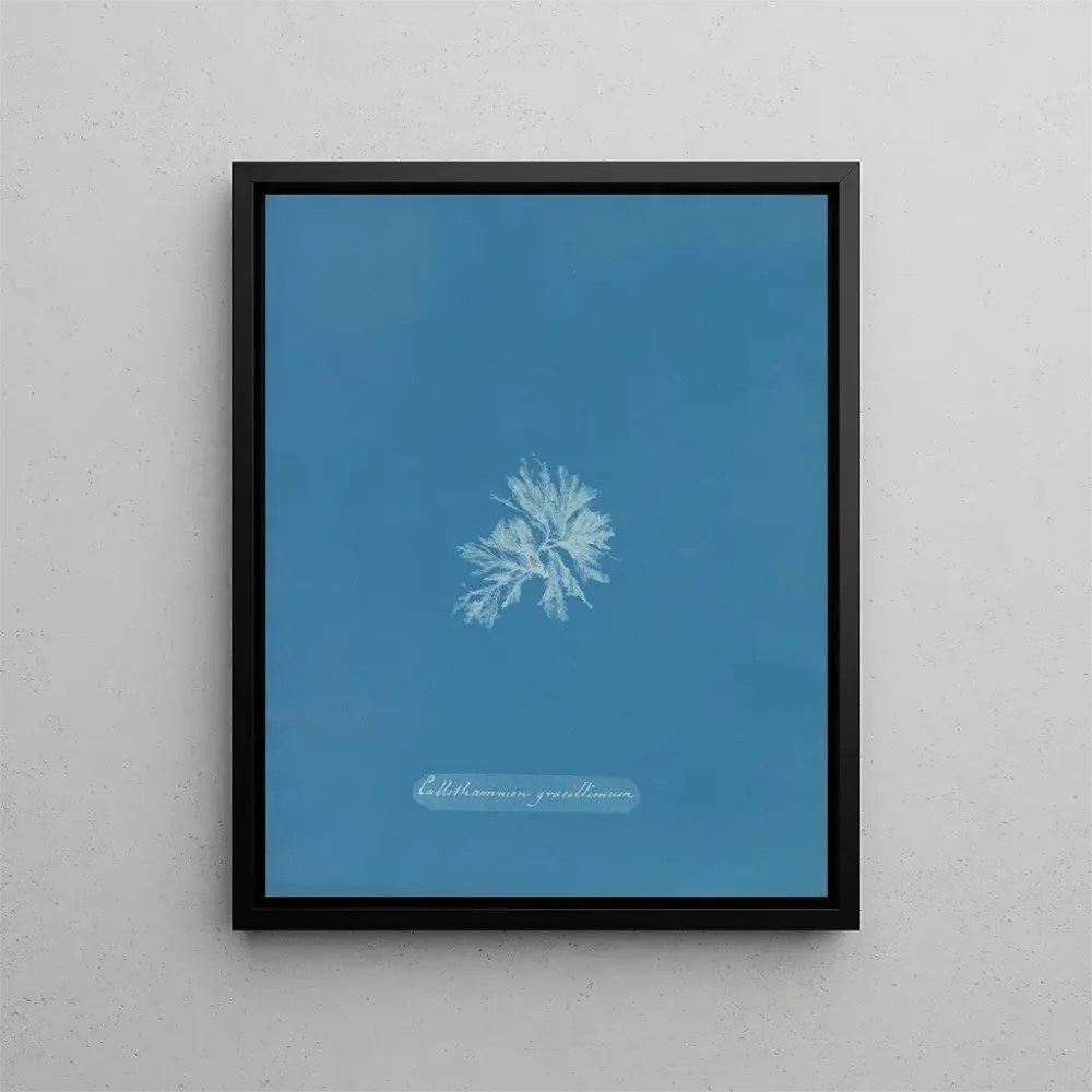 Gemälde Callithamnion gracillimum - Anna Atkins | Kunstdruck