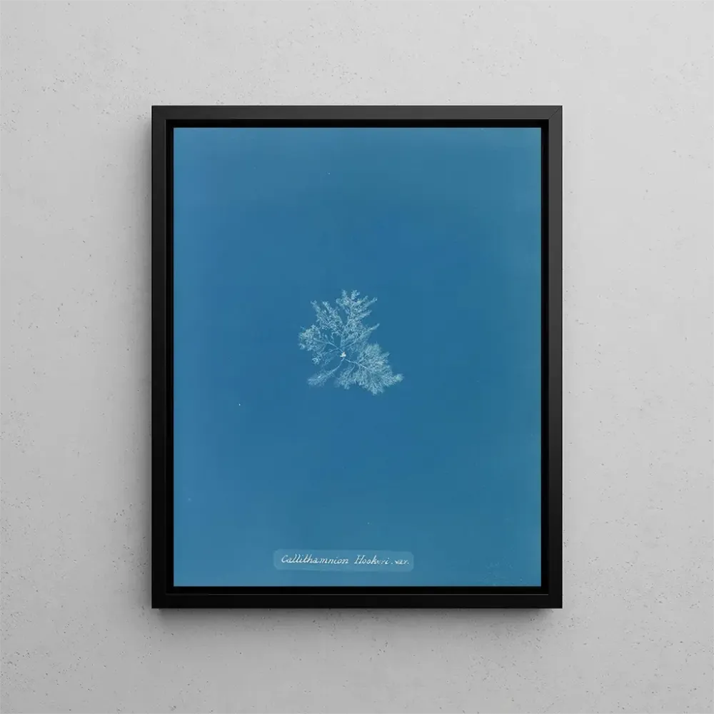 Gemälde Callithamnion hookeri var. - Anna Atkins | Kunstdruck