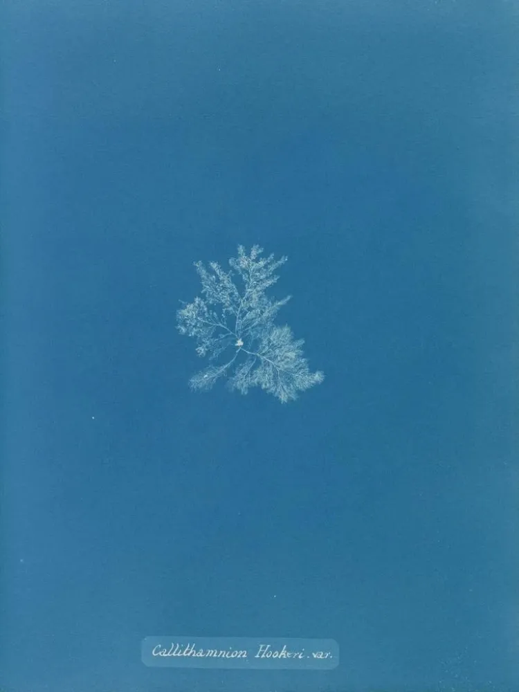 Gemälde Callithamnion hookeri var. - Anna Atkins | Kunstdruck