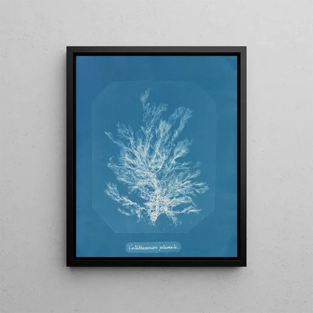 Gemälde Callithamnion plumula - Anna Atkins | Kunstdruck