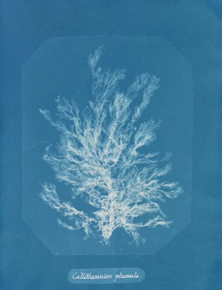 Gemälde Callithamnion plumula - Anna Atkins | Kunstdruck