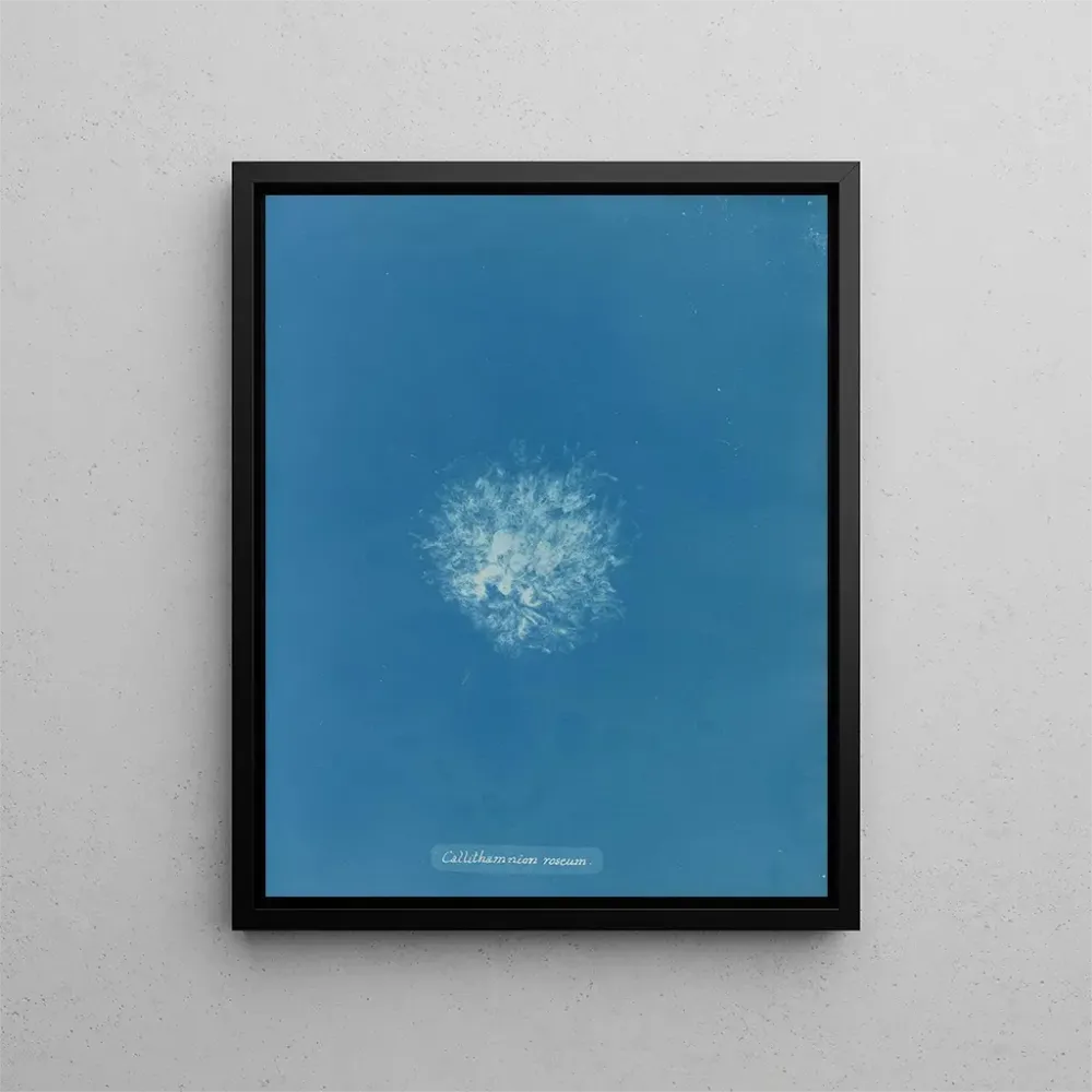 Gemälde Callithamnion roseum - Anna Atkins