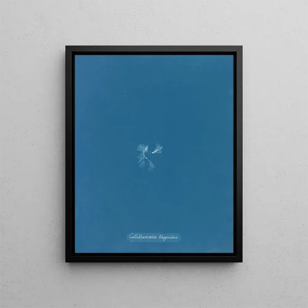 Gemälde Callithamnion thuyoides - Anna Atkins