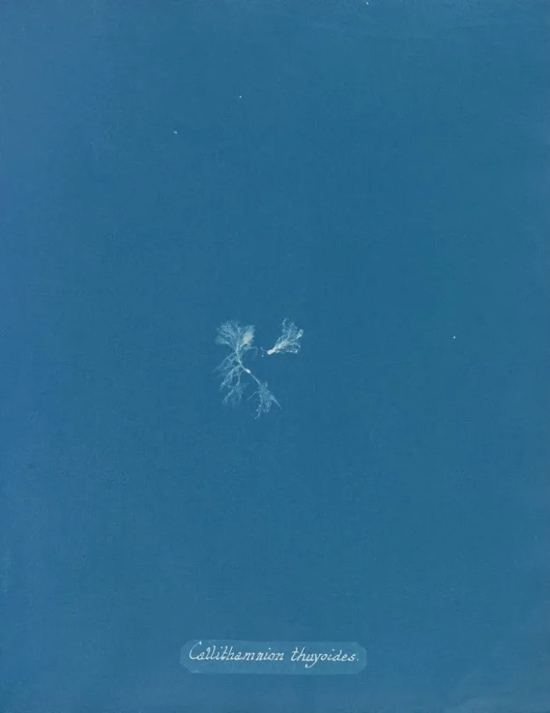 Gemälde Callithamnion thuyoides - Anna Atkins