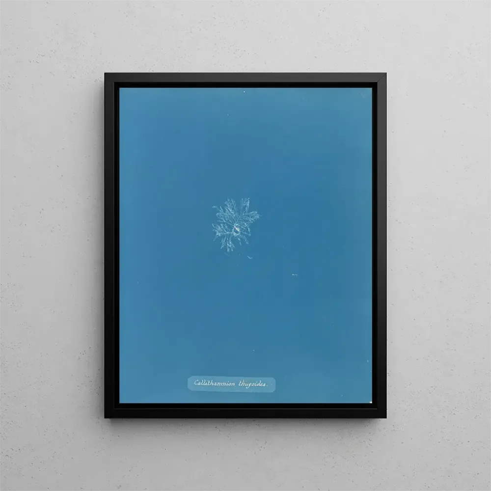 Gemälde Callithamnion thuyoides - Anna Atkins | Kunstdruck
