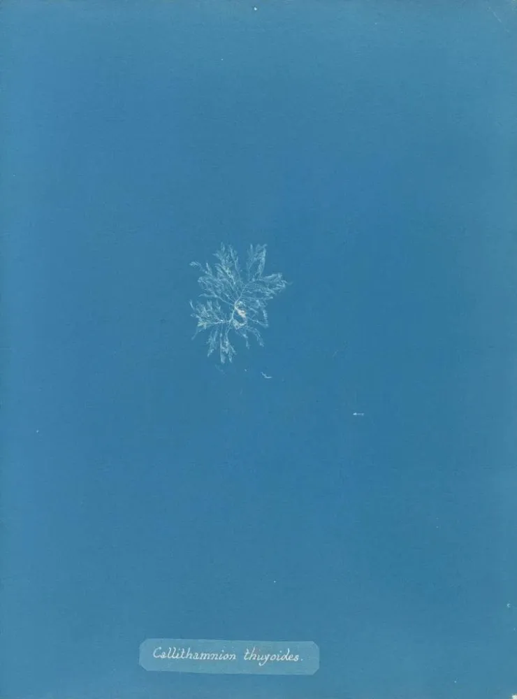 Gemälde Callithamnion thuyoides - Anna Atkins | Kunstdruck