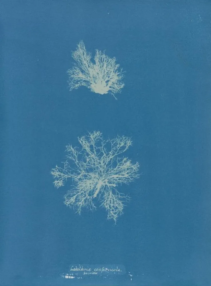 Gemälde Calothrix confervicola - Anna Atkins | Kunstdruck