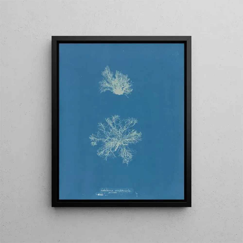 Gemälde Calothrix confervicola - Anna Atkins | Kunstdruck