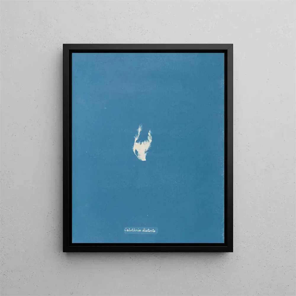 Gemälde Calothrix distortiona - Anna Atkins | Kunstdruck