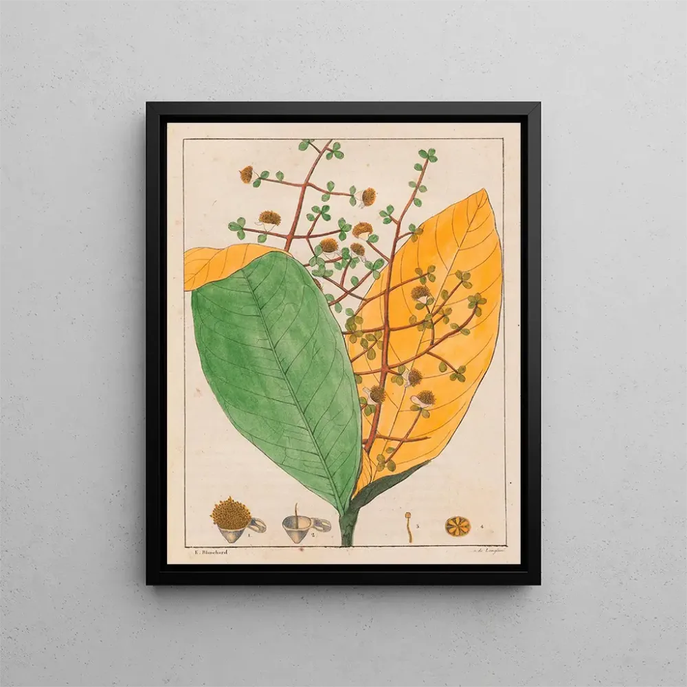 Gemälde Calyptranthes aromatica - Auguste de Saint-Hilaire | Kunstdruck