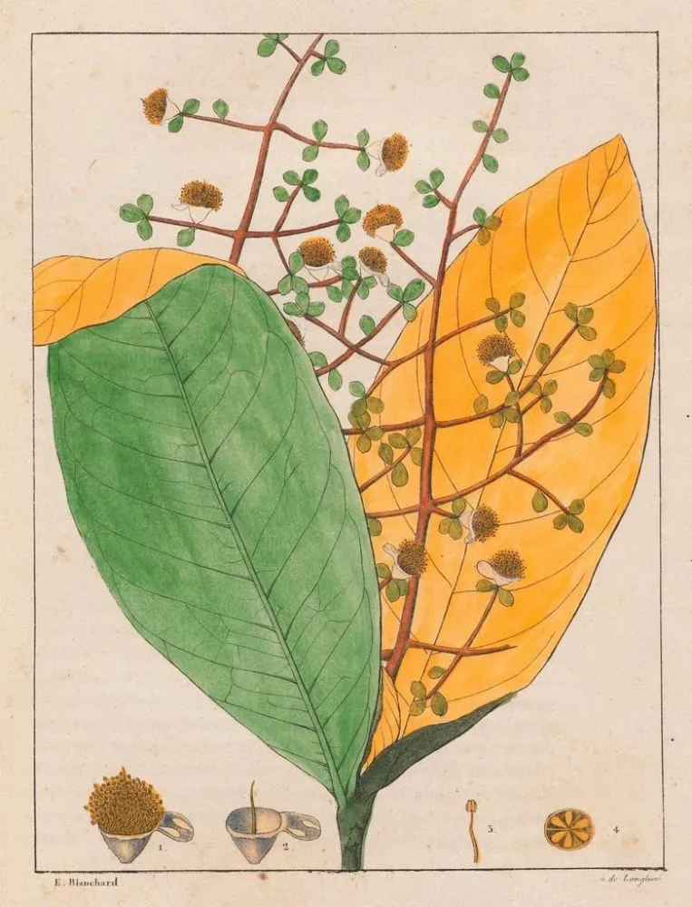 Gemälde Calyptranthes aromatica - Auguste de Saint-Hilaire | Kunstdruck