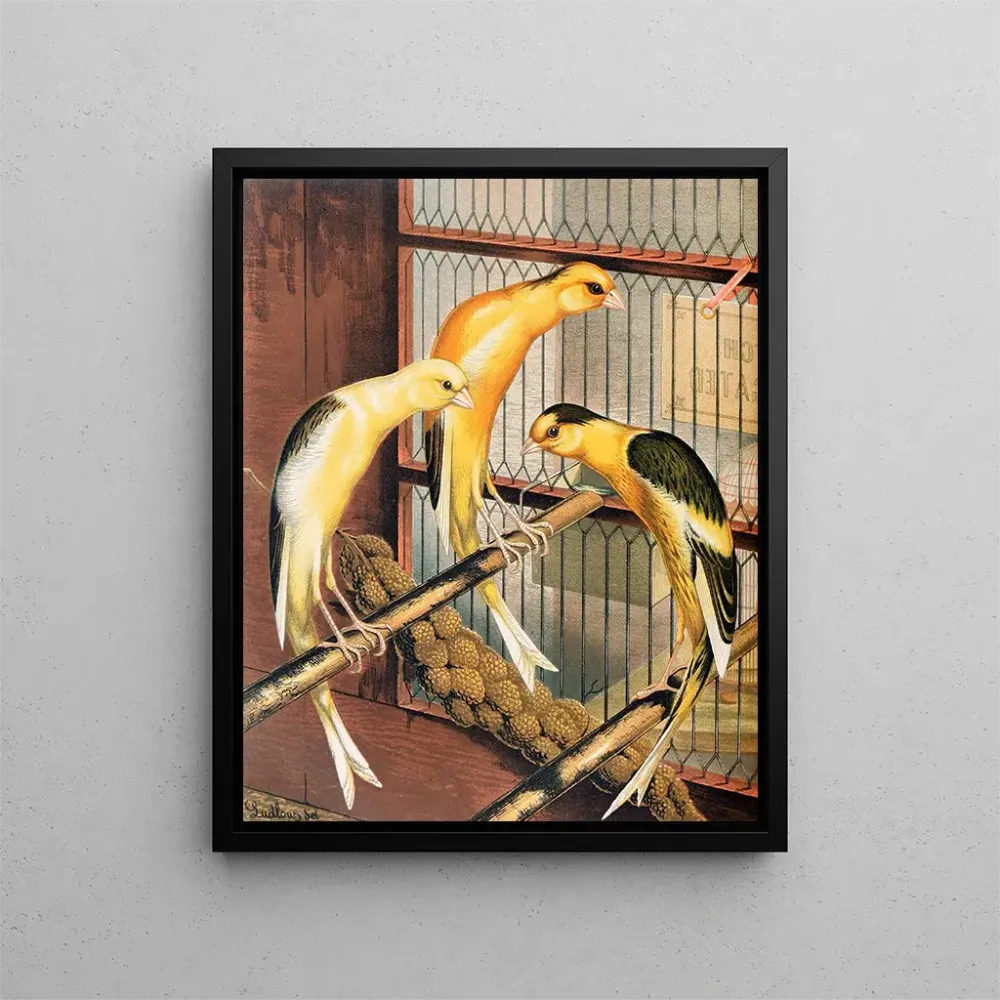 Gemälde Canaris écossais fancy piebald - W. . Blakston | Kunstdruck