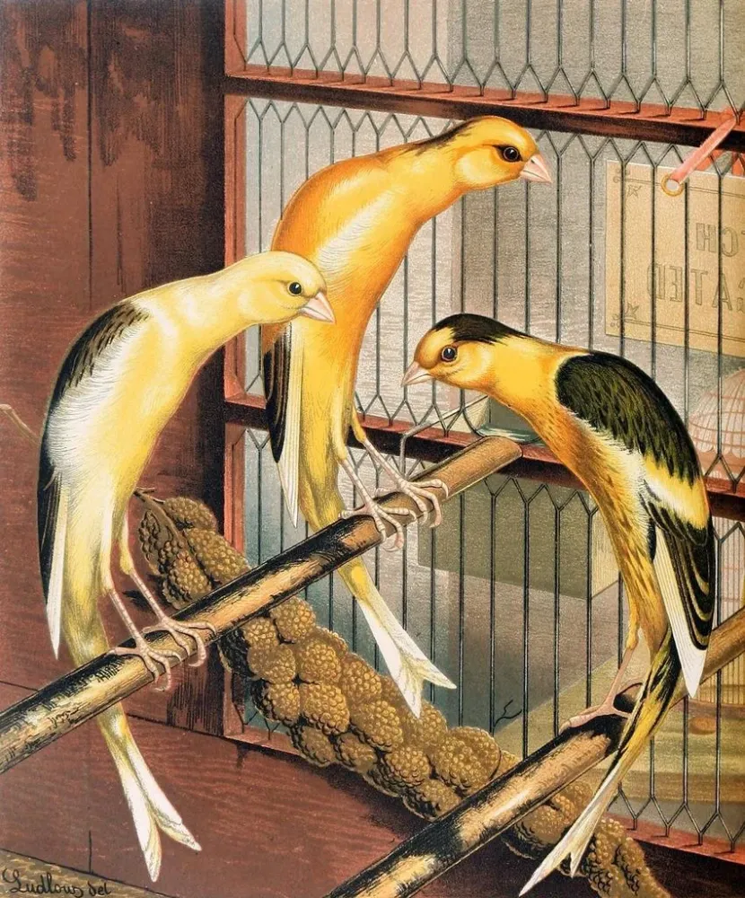 Gemälde Canaris écossais fancy piebald - W. . Blakston | Kunstdruck