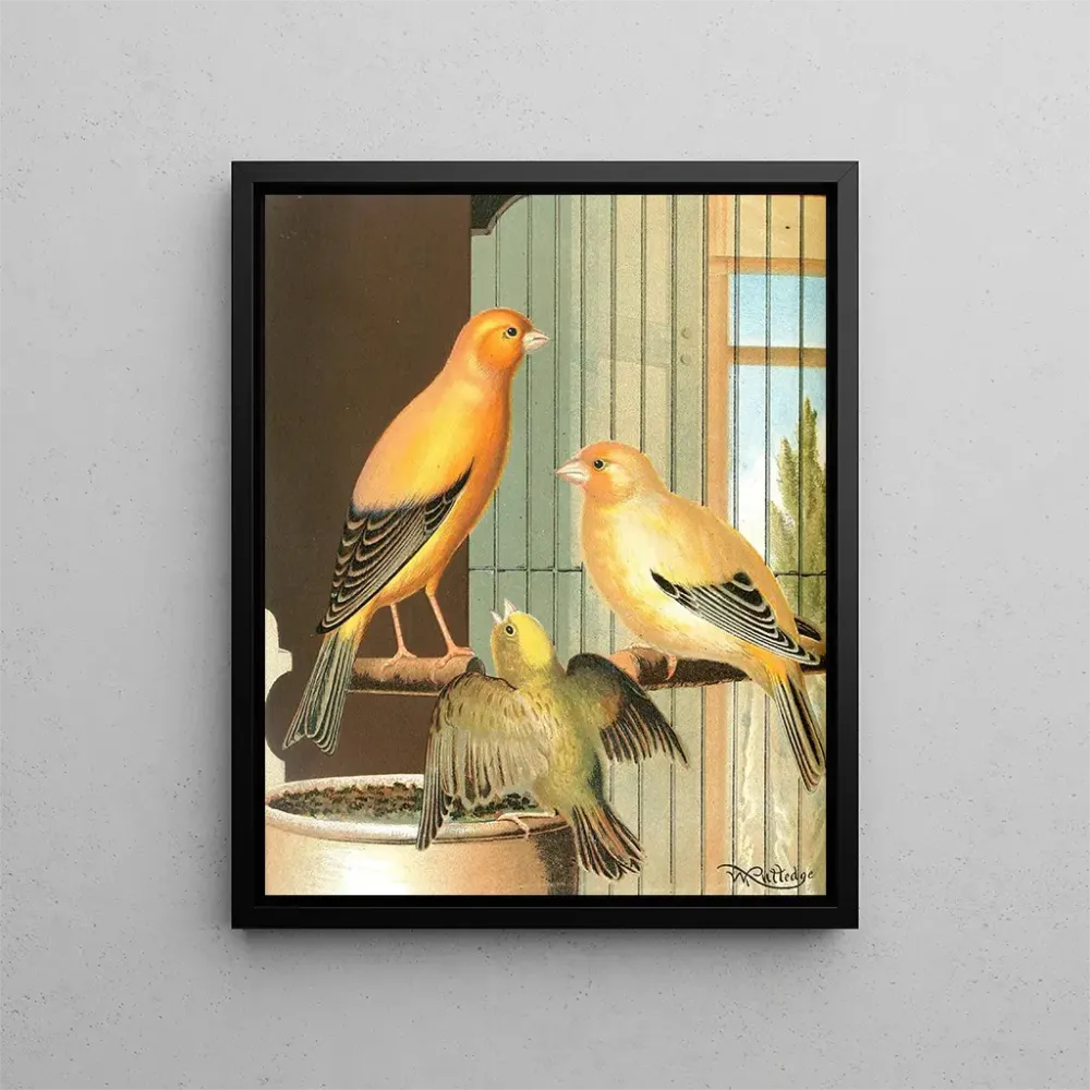 Gemälde Canaris de Londres - W. . Blakston | Kunstdruck