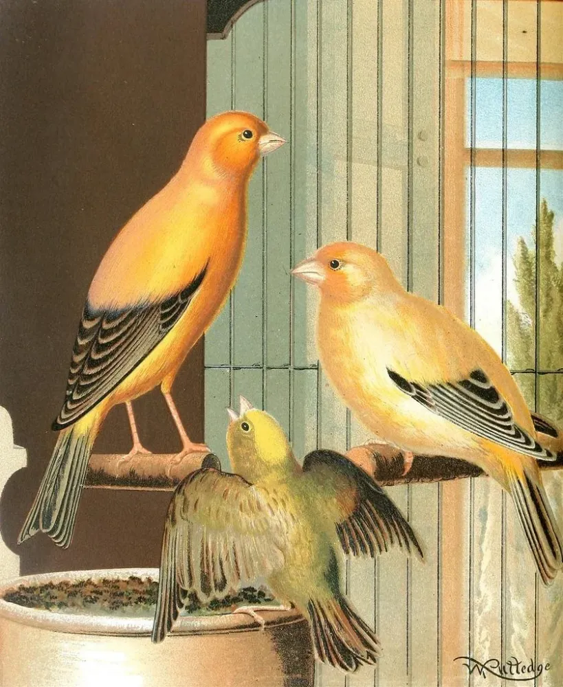 Gemälde Canaris de Londres - W. . Blakston | Kunstdruck