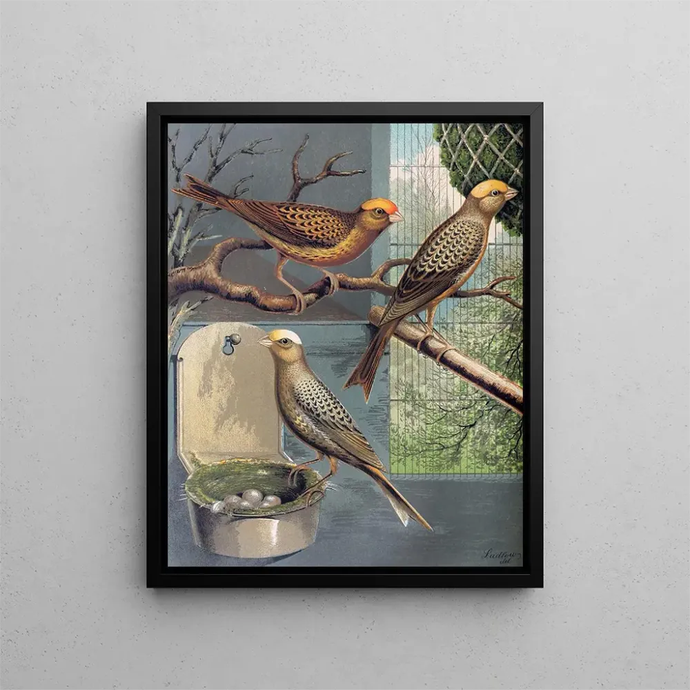 Gemälde Canaris lézard - W. . Blakston | Kunstdruck